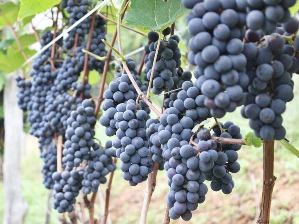 Festa-da-Uva-e-do-Vinho-com-tres-dias-de-programacao-em-Sao-Bento-de-Urania