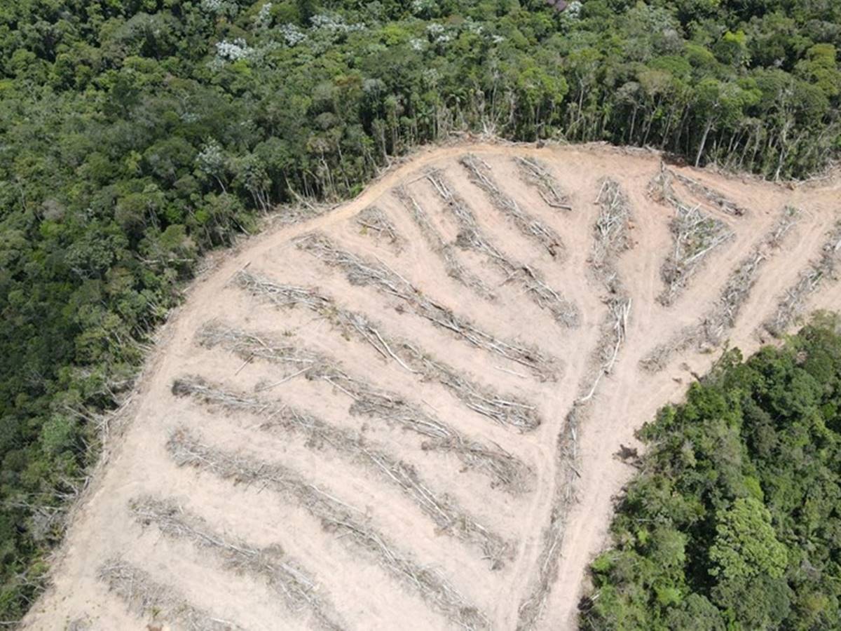 Idaf-flagra-mais-de-cinco-hectares-de-vegetacao-destruidos-em-Santa-Maria-de-Jetiba Idaf-flagra-mais-de-cinco-hectares-de-vegetacao-destruidos-em-Santa-Maria-de-Jetiba