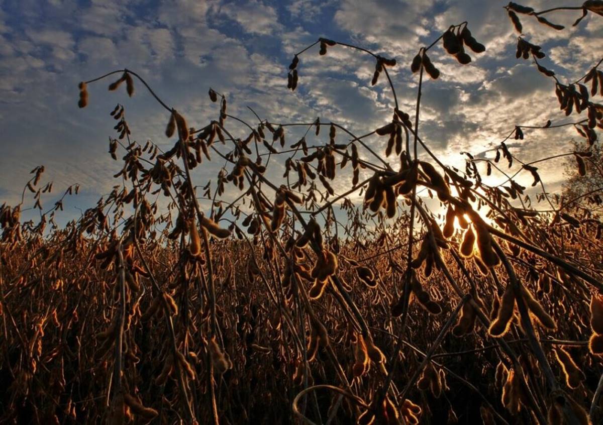Valor-da-Producao-Agropecuaria-previsto-para-2023-tem-o-melhor-resultado-em-34-anos Valor-da-Producao-Agropecuaria-previsto-para-2023-tem-o-melhor-resultado-em-34-anos