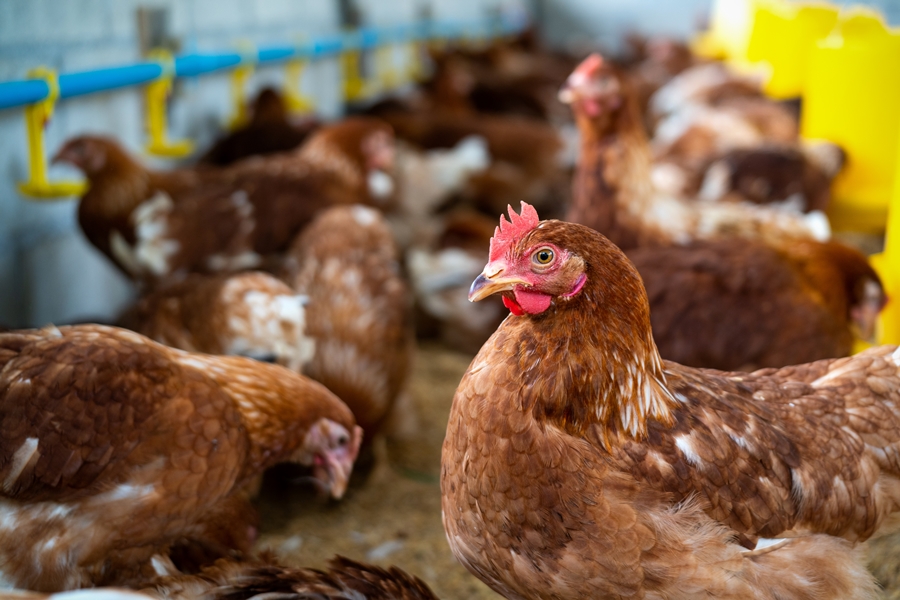 Brown chickens, hens in farm. Brown chickens, hens in farm.