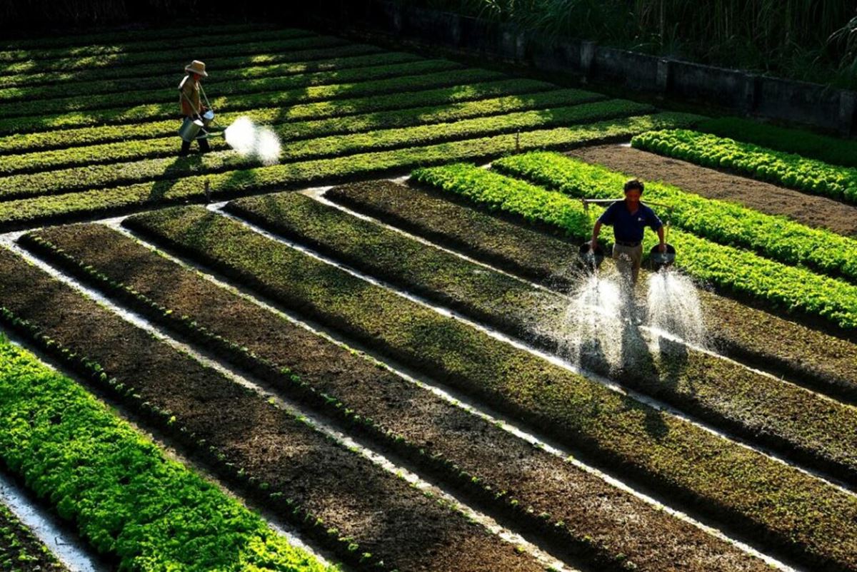 Agronegocios-e-servicos-lideram-crescimento-do-PIB-no-ES Agronegocios-e-servicos-lideram-crescimento-do-PIB-no-ES