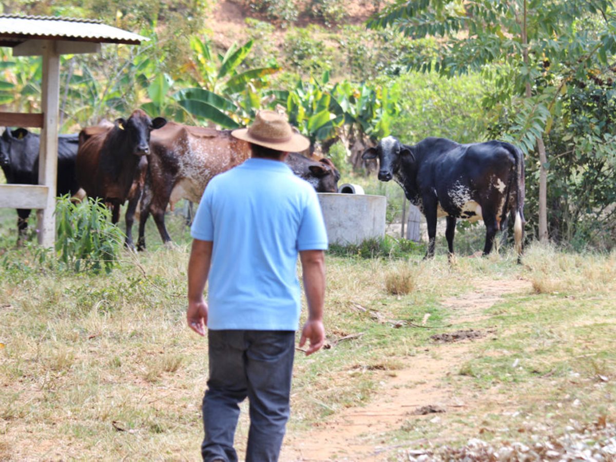 Boa-gestao-de-fazenda-e-importante-em-todas-as-etapas-de-producao Boa-gestao-de-fazenda-e-importante-em-todas-as-etapas-de-producao