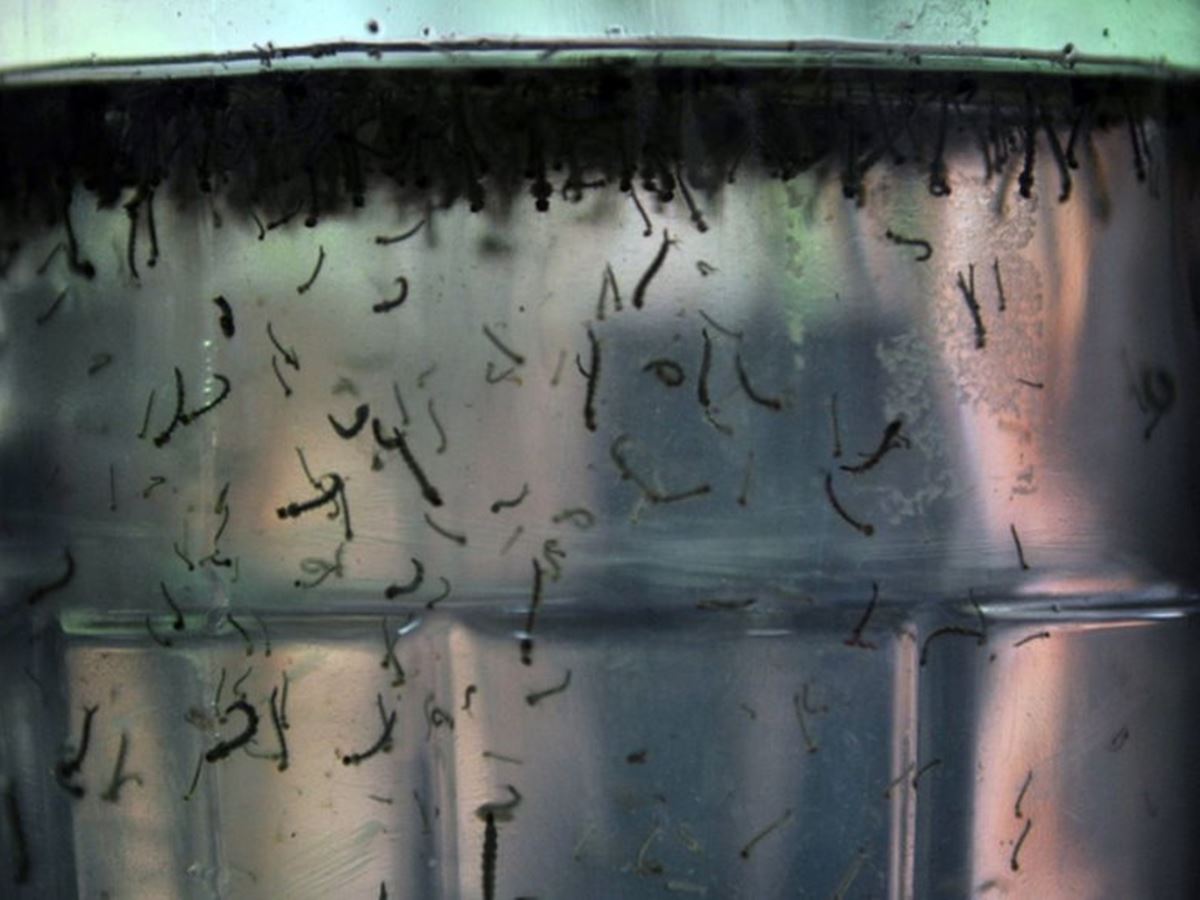 Com-alta-de-casos-governo-cria-centro-para-monitorar-dengue Com-alta-de-casos-governo-cria-centro-para-monitorar-dengue