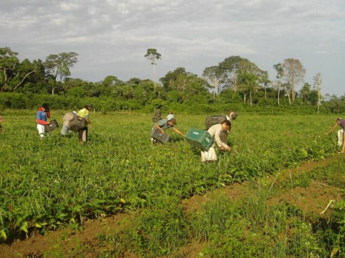 Governo-Federal-relanca-Programa-de-Aquisicao-de-Alimentos Governo-Federal-relanca-Programa-de-Aquisicao-de-Alimentos
