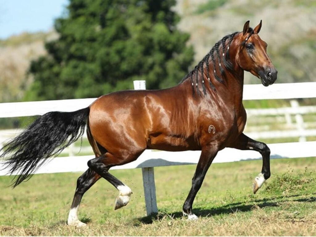 III-Copa-de-Marcha-reunira-cavalos-de-alto-padrao-em-Venda-Nova-do-Imigrante-no-proximo-sabado-1o