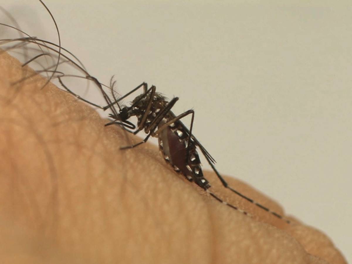 LacenES-confirma-circulacao-de-sorotipo-2-da-dengue-no-Espirito-Santo LacenES-confirma-circulacao-de-sorotipo-2-da-dengue-no-Espirito-Santo