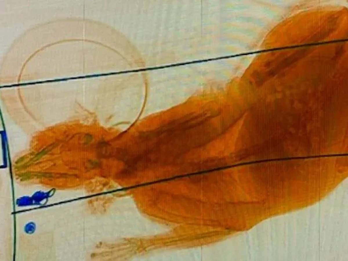 Raio-X-flagra-gato-dentro-de-mala-em-aeroporto-nos-Estados-Unidos Raio-X-flagra-gato-dentro-de-mala-em-aeroporto-nos-Estados-Unidos