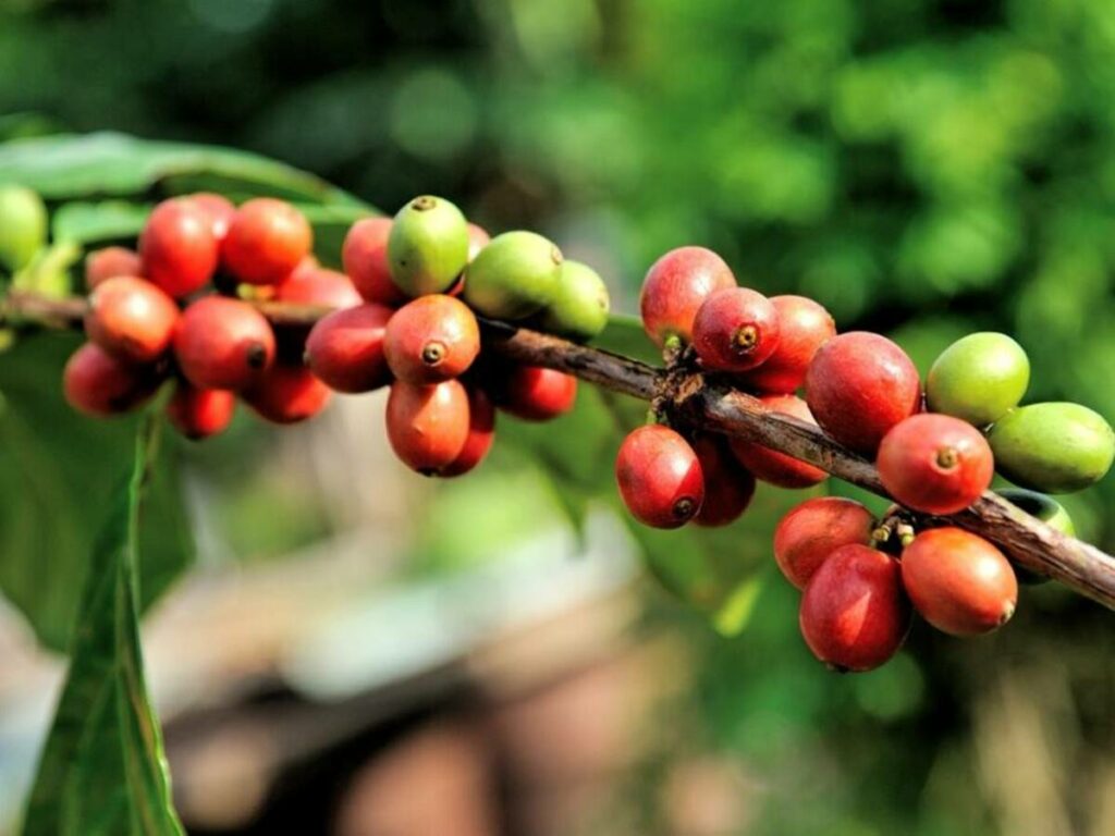 Sistema-inovador-reduz-significativamente-o-tempo-de-secagem-do-cafe