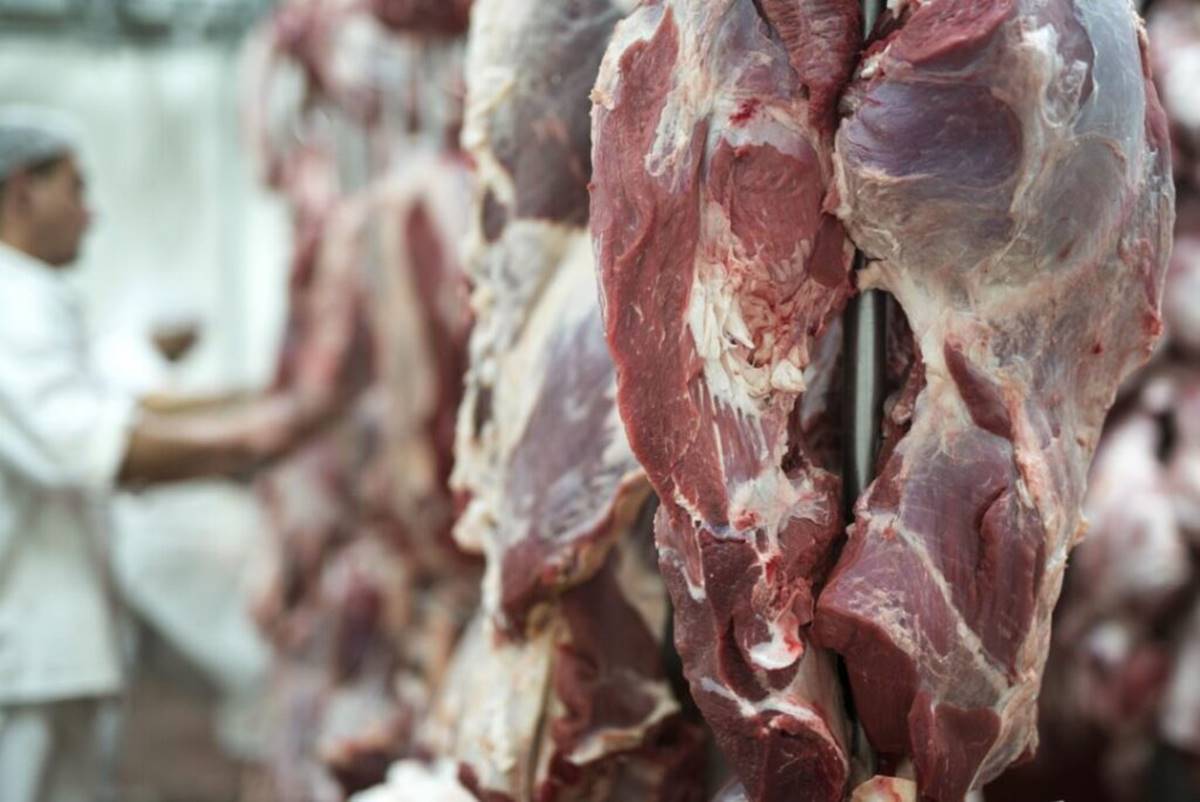 abate-de-bovinos-volta-a-subir-e-producao-de-ovos-de-galinha-bate-recorde abate-de-bovinos-volta-a-subir-e-producao-de-ovos-de-galinha-bate-recorde