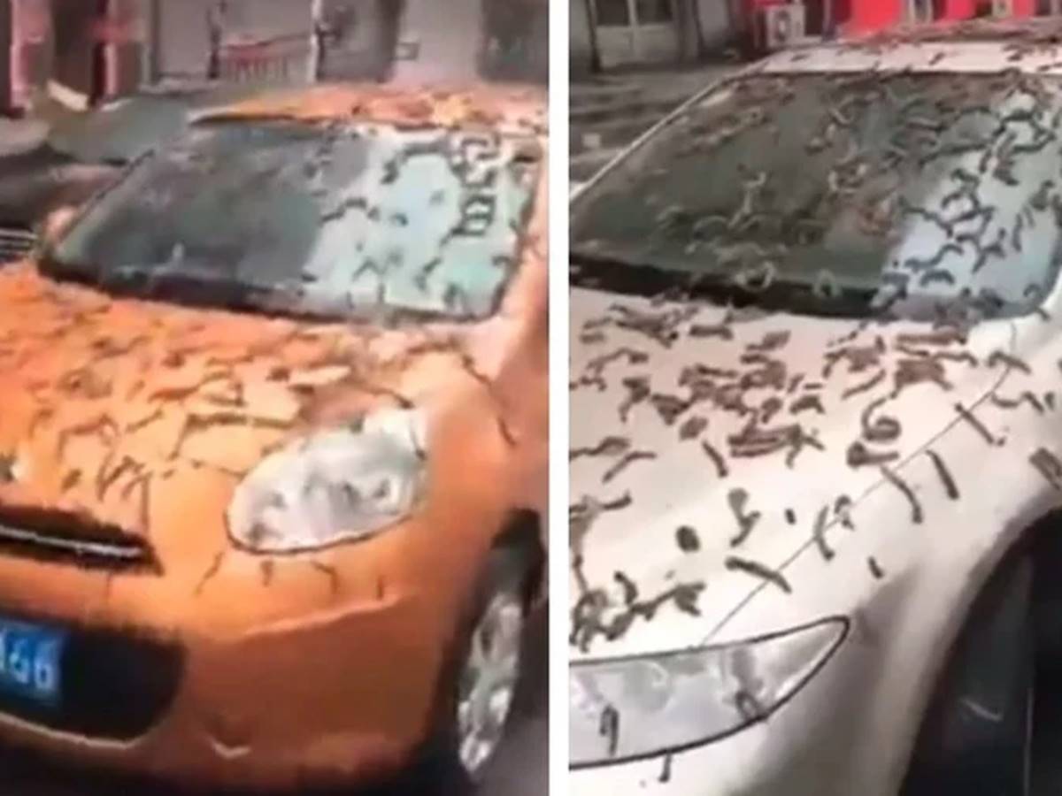 suposta-chuva-de-vermes-viraliza-nas-redes-sociais suposta-chuva-de-vermes-viraliza-nas-redes-sociais