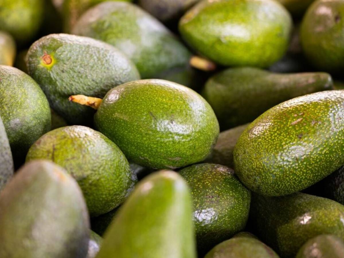 Incaper-lanca-cartilha-sobre-cultivares-de-abacateiro-para-diferentes-altitudes-no-Espirito-Santo Incaper-lanca-cartilha-sobre-cultivares-de-abacateiro-para-diferentes-altitudes-no-Espirito-Santo