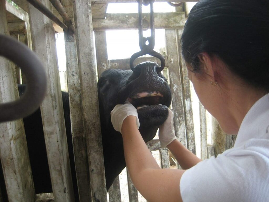 Com-suspensao-da-vacinacao-contra-aftosa-Idaf-reforca-vigilancia-clinica