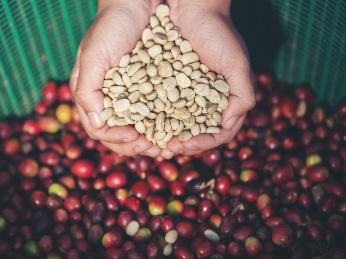 Levantamento-da-Conab-estima-producao-de-cafe-em-5474-milhoes-de-sacas-na-safra-2023