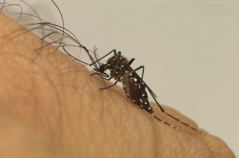 Mais-da-metade-dos-obitos-por-dengue-no-Estado-sao-de-pessoas-com-comorbidades