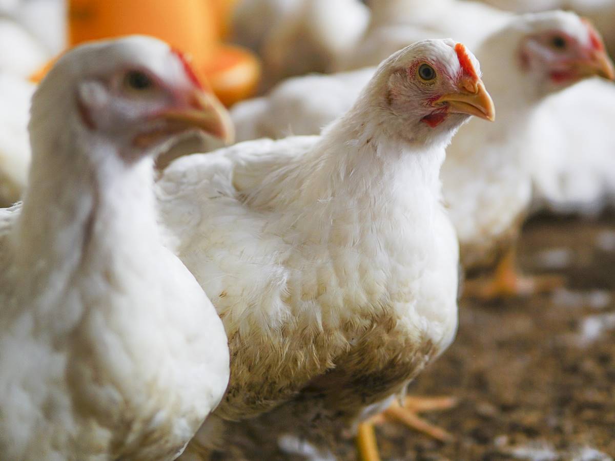 Ministro-da-Agricultura-declara-emergencia-zoossanitaria-devido-a-Influenza-Aviaria-no-Brasil Ministro-da-Agricultura-declara-emergencia-zoossanitaria-devido-a-Influenza-Aviaria-no-Brasil
