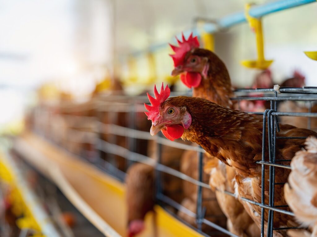 Brasil-registra-primeiros-casos-de-Influenza-Aviaria-de-Alta-Patogenicidade-em-aves-silvestres