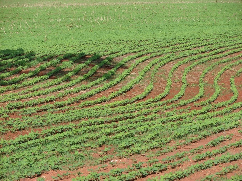Conversao-de-5-das-pastagens-em-plantacoes-poderia-dobrar-producao-de-biocombustiveis-aponta-estudo Conversao-de-5-das-pastagens-em-plantacoes-poderia-dobrar-producao-de-biocombustiveis-aponta-estudo