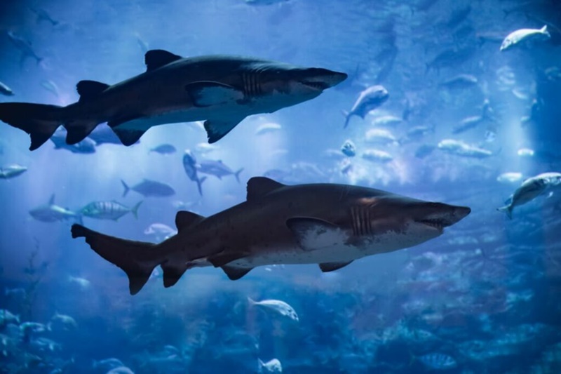 Estudo-mostra-que-populacao-de-tubaroes-diminui-nos-recifes-tropicais