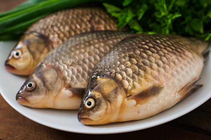 Producao-brasileira-de-tilapia-cresce-83-em-oito-anos Producao-brasileira-de-tilapia-cresce-83-em-oito-anos