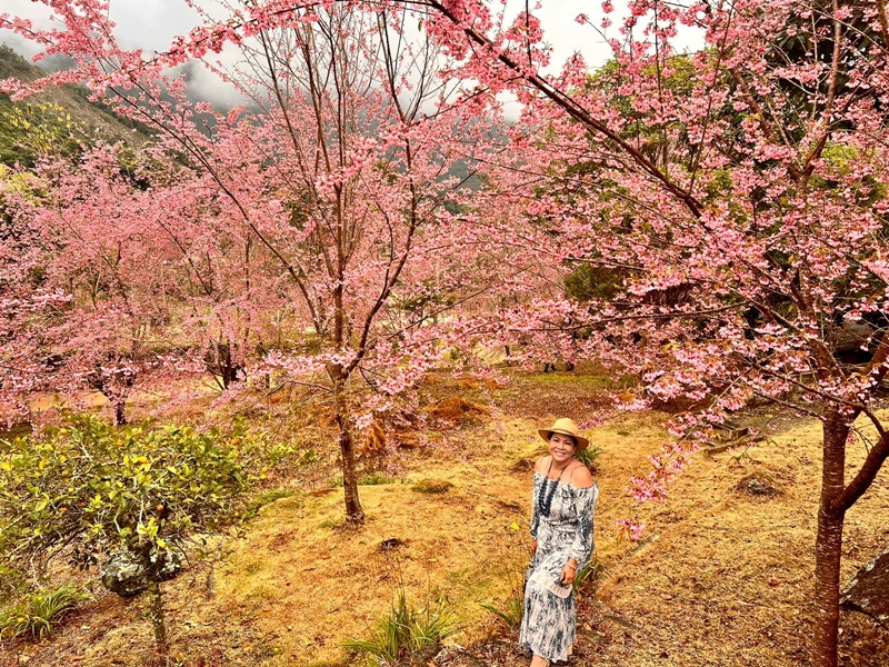 Ainda-da-tempo-de-conhecer-bosque-das-cerejeiras-de-Sao-Bento-de-Urania