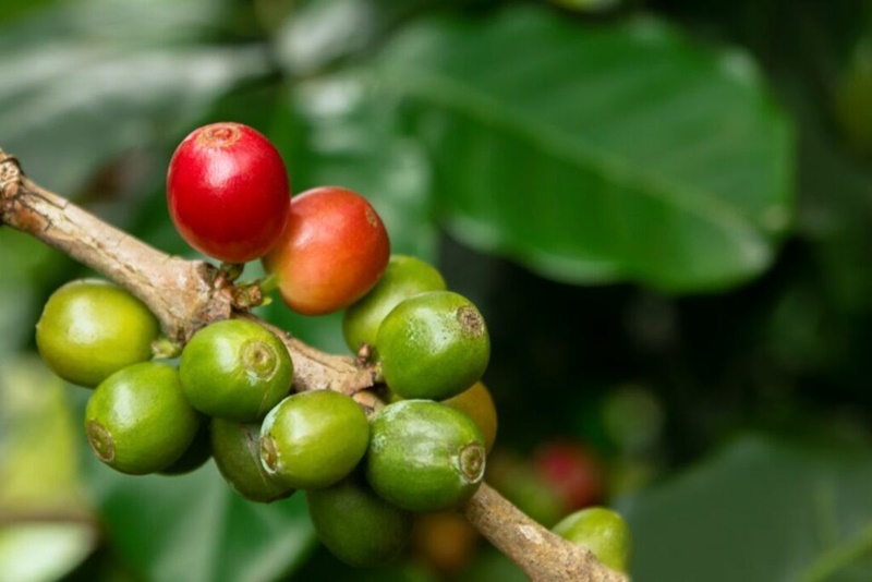Pesquisa-do-IAC-comeca-a-testar-em-campo-cafe-naturalmente-descafeinado Pesquisa-do-IAC-comeca-a-testar-em-campo-cafe-naturalmente-descafeinado