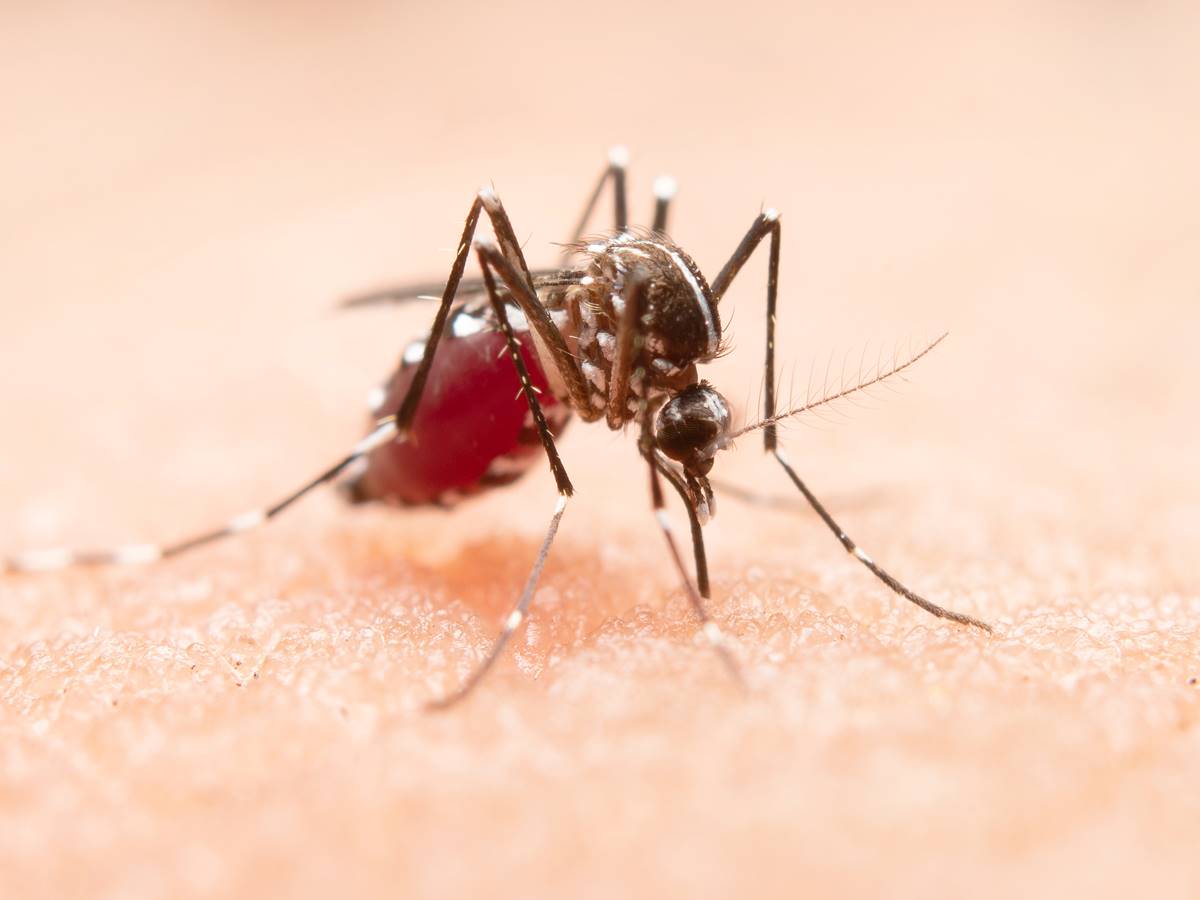 mosquito-da-dengue-2 mosquito-da-dengue-2