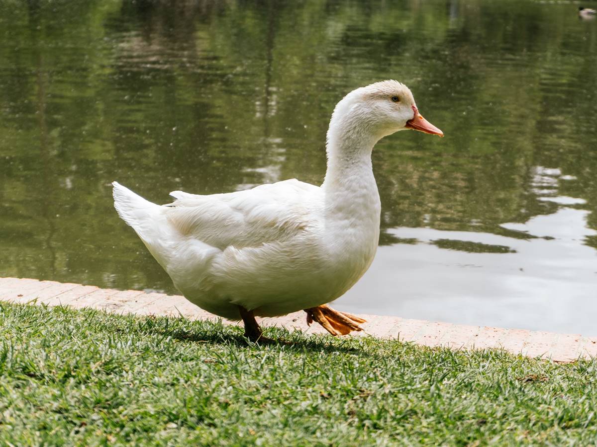 pato-branco pato-branco