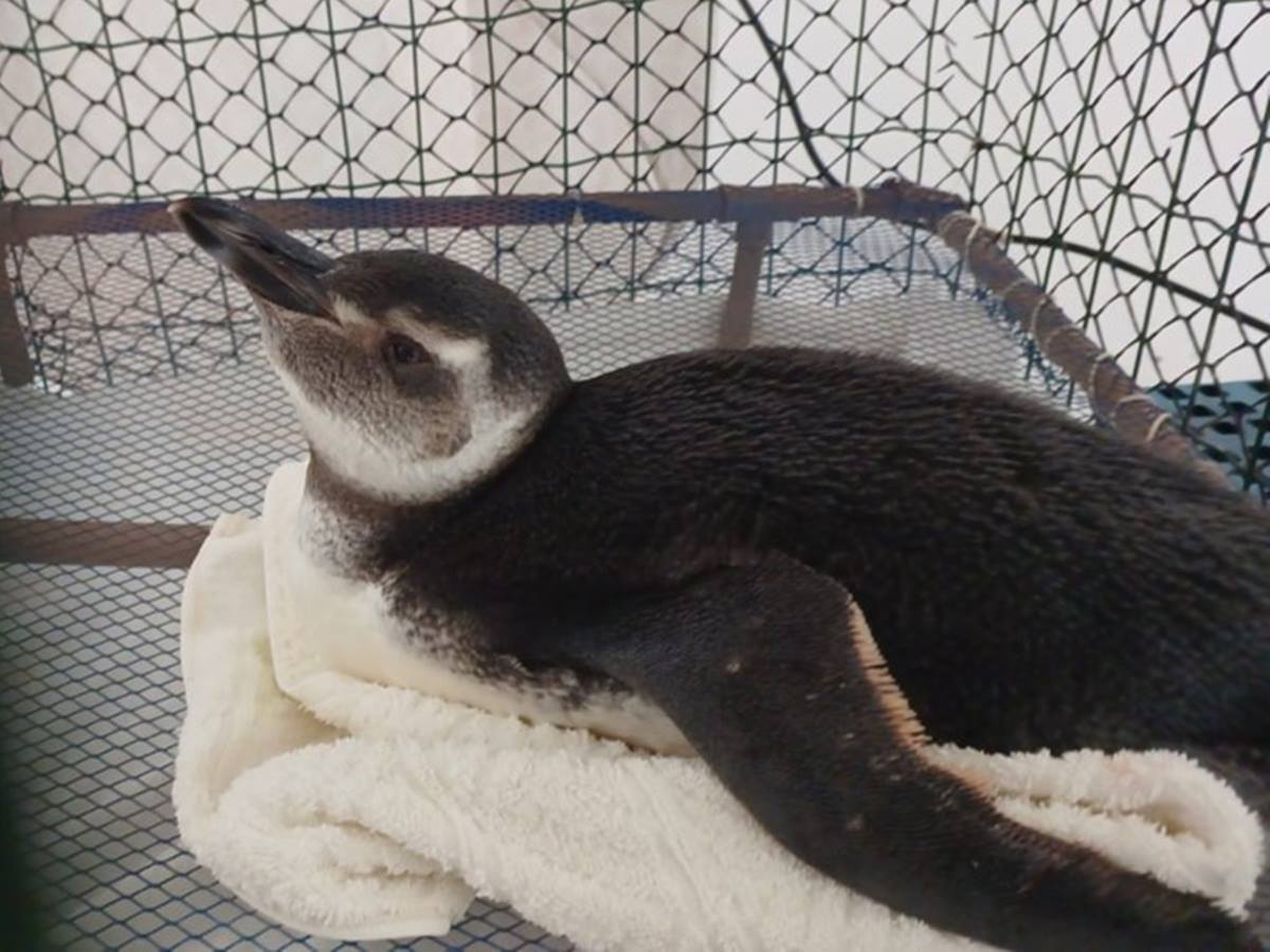 pinguins pinguins