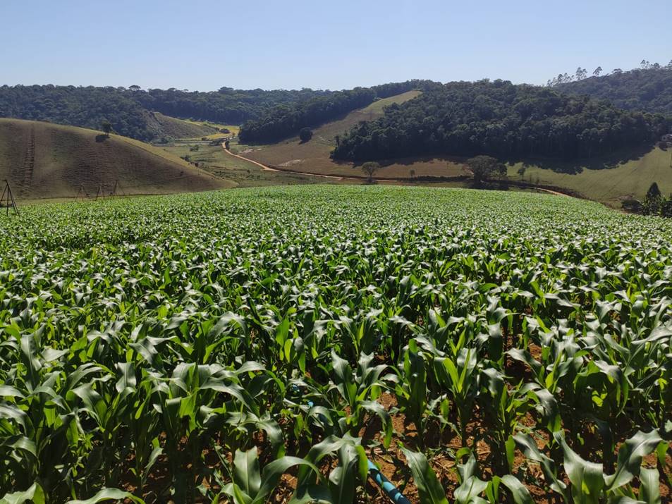 lavoura-milho lavoura-milho