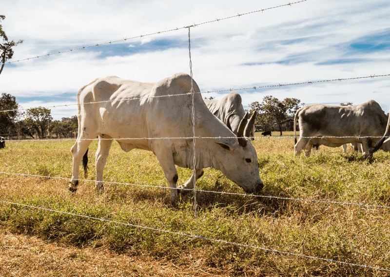 Pecuaristas-devem-estar-atentos-ao-arame-dos-pastos-em-periodos-de-chuva Pecuaristas-devem-estar-atentos-ao-arame-dos-pastos-em-periodos-de-chuva