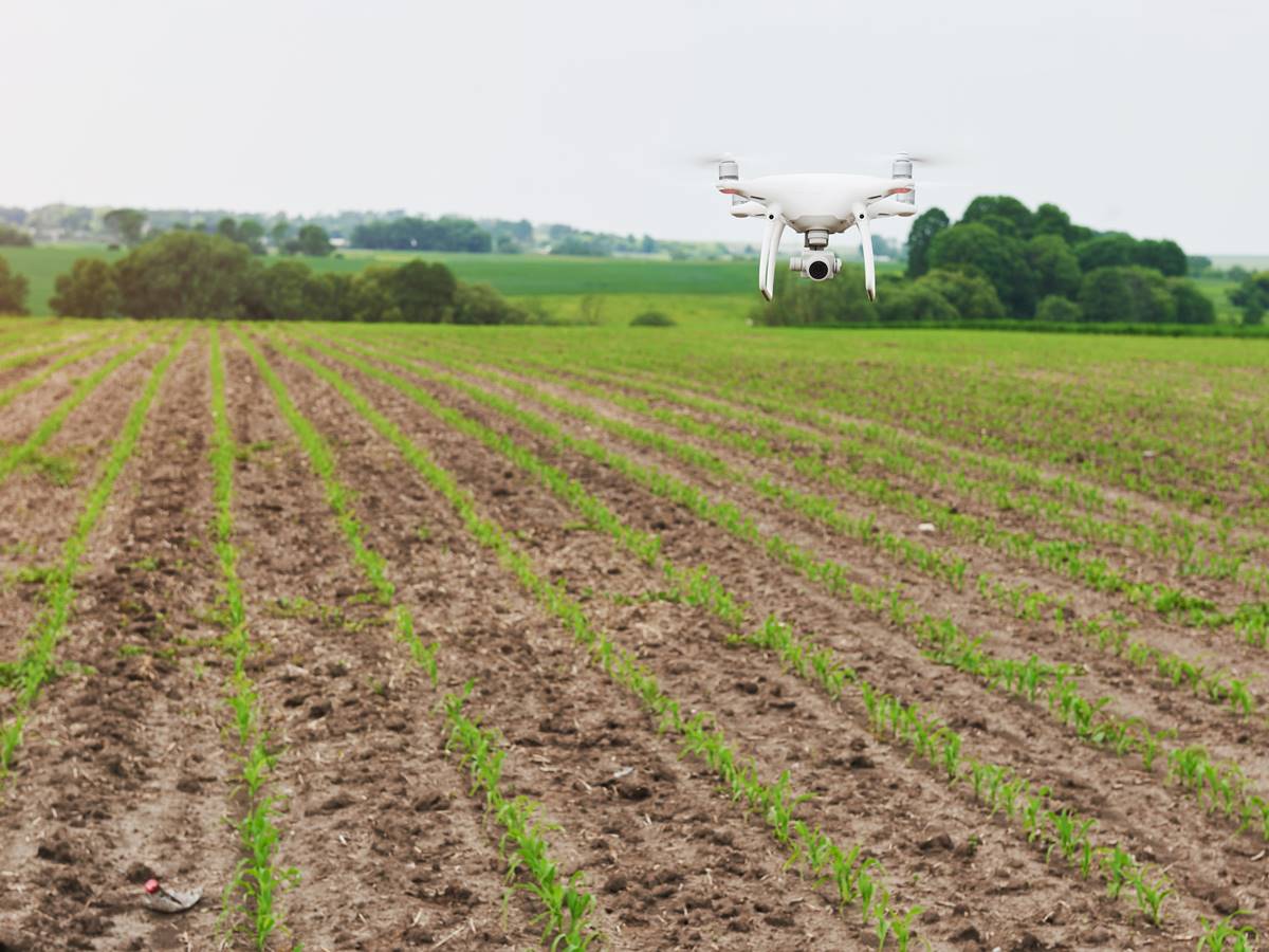 drone quad copter with high resolution digital camera on green corn field drone quad copter with high resolution digital camera on green corn field, agro