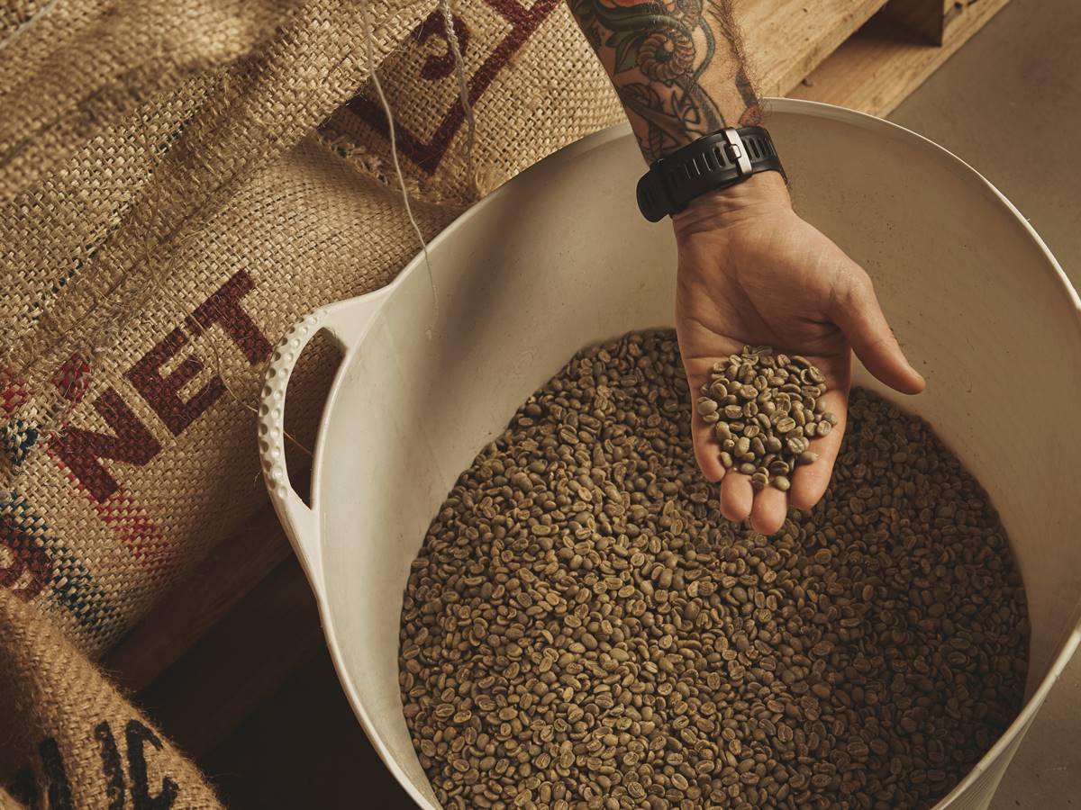Tattooed barista hand holds raw green coffee beans from white pl Tattooed barista hand holds raw green coffee beans from white plastic basket, above cotton bags on europalet in warehouse. New import from plantations and farm, peeled and ready to roast