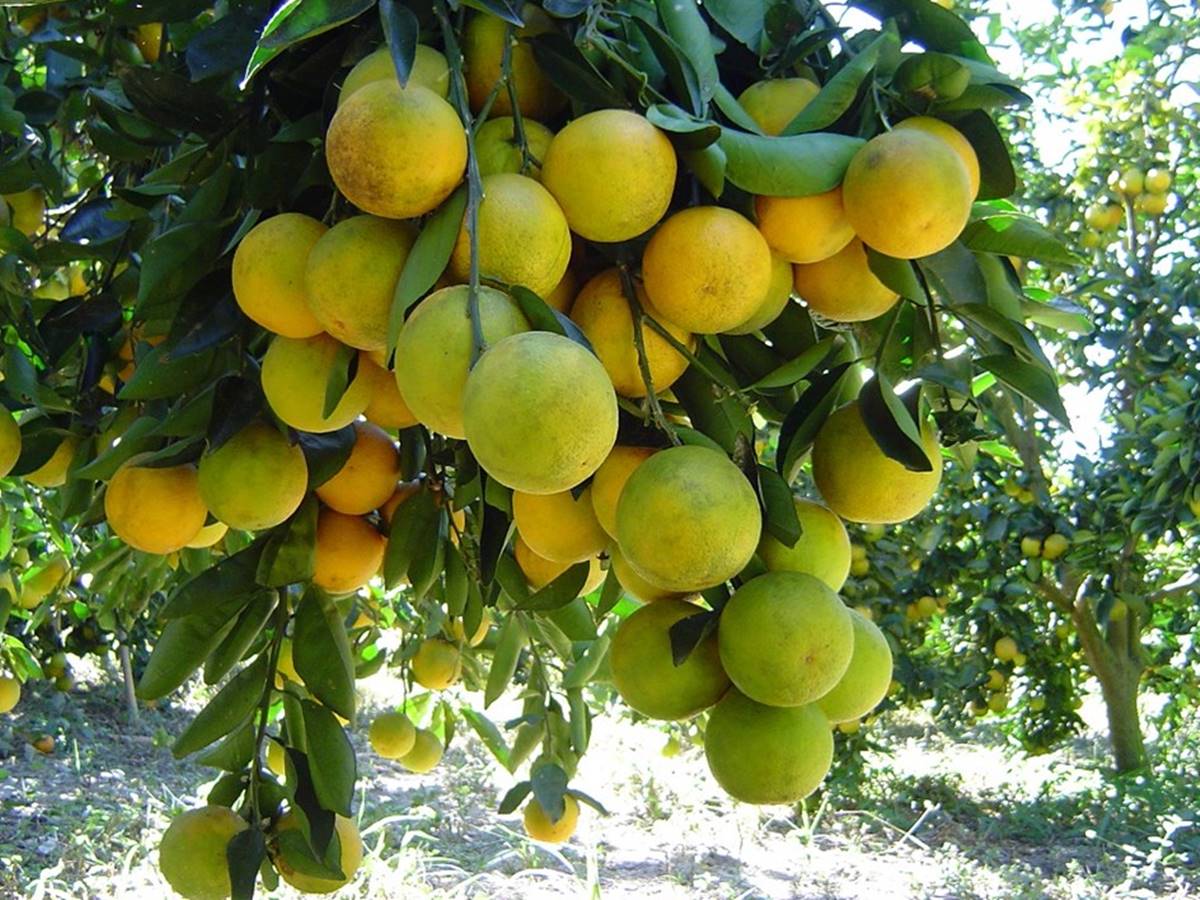 laranja laranja