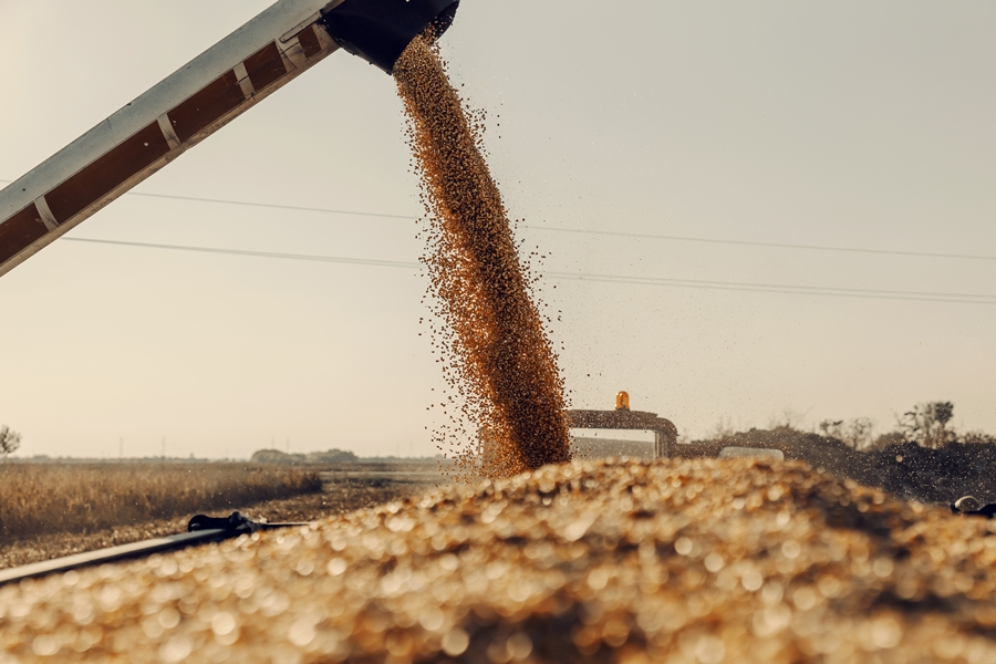 Machine for separating corn grains working on field and filling tractor trailer with corn. Autumn time is for harvesting corn Machine for separating corn grains working on field and filling tractor trailer with corn. Autumn time is for harvesting corn