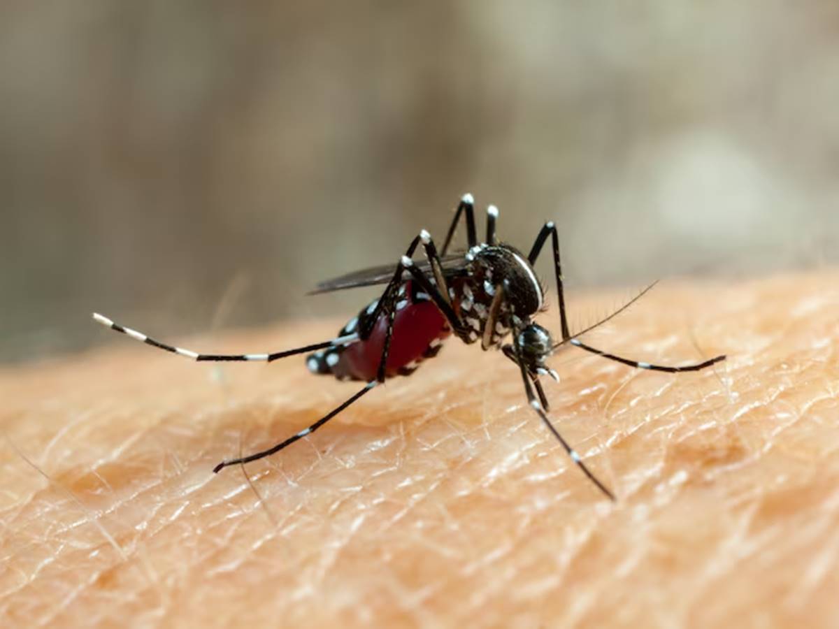 mosquito-04-12-freepik mosquito-04-12-freepik