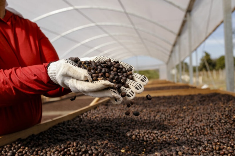 Leilao-virtual-de-cafes-do-Cerrado-Mineiro-tera-29-sacas-a-venda