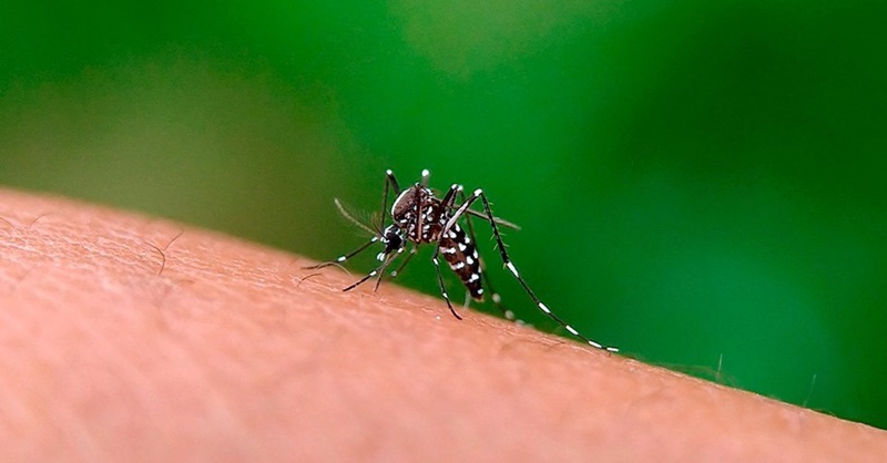 Vinte-municipios-capixabas-receberao-as-primeiras-doses-de-vacina-contra-dengue
