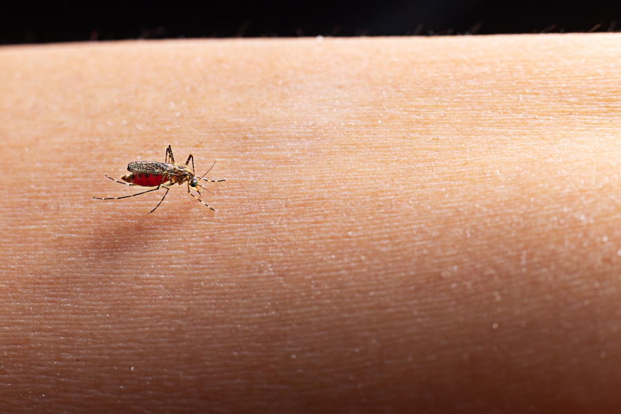Close-up of a mosquito sucking blood. Close-up of a mosquito sucking blood.