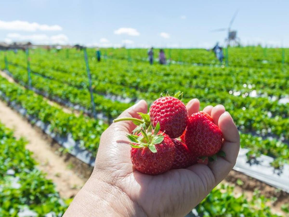 morango-29-01-freepik