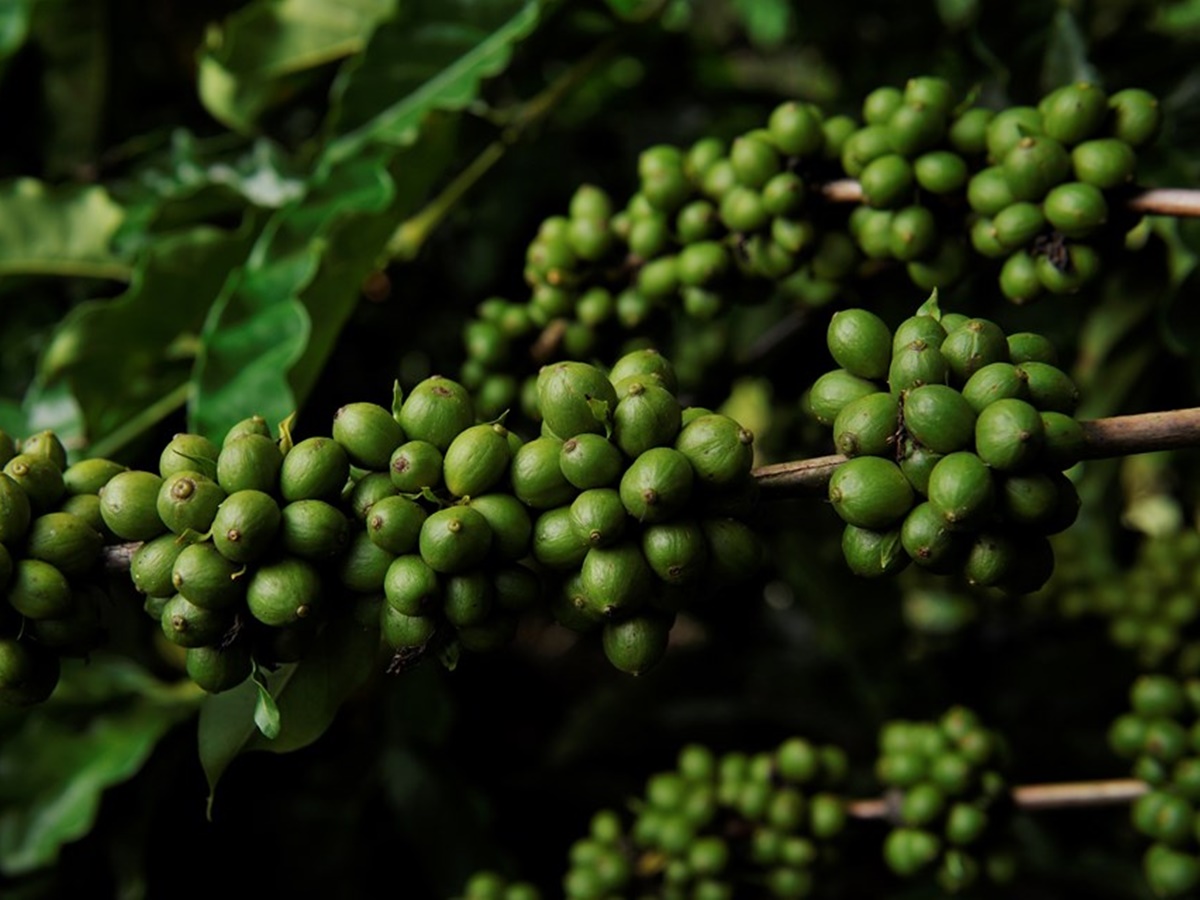 agro-16-02-incaper-cafe