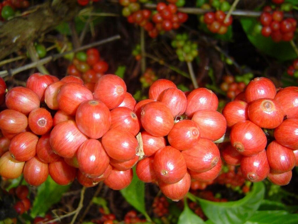 agro-20-02-incaper-cafe