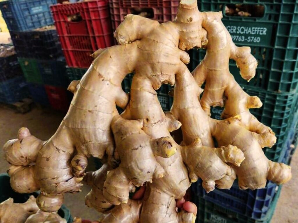 agronegocio-26-02-seag-gengibre