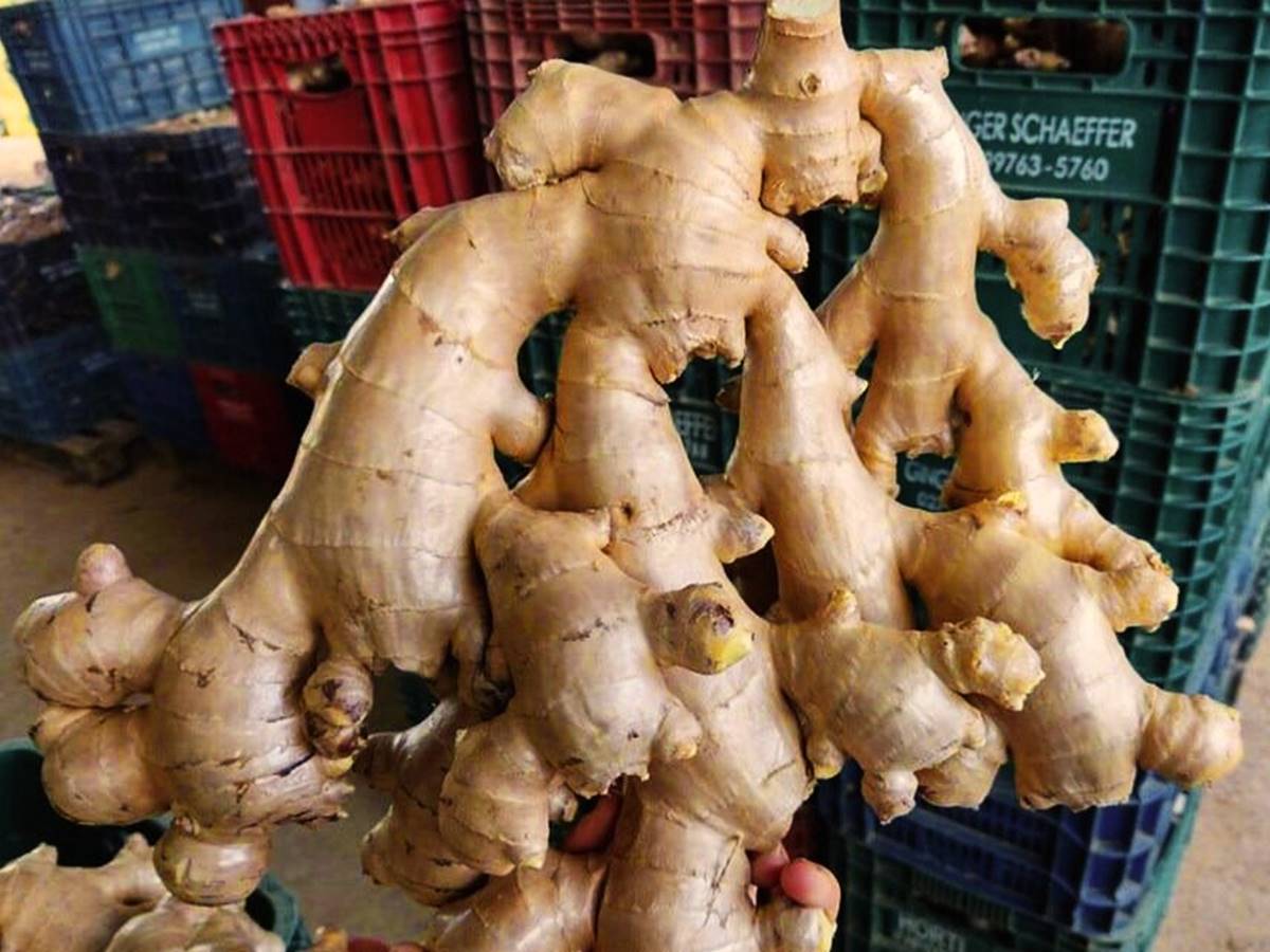 agronegocio-26-02-seag-gengibre