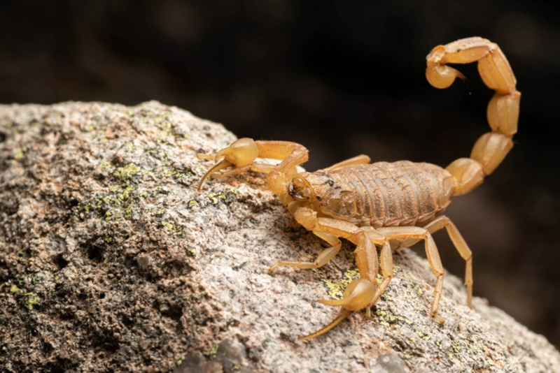 escorpiao escorpiao