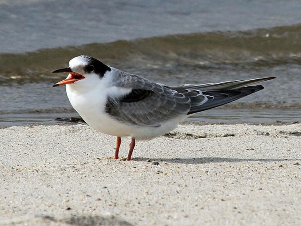 geral-06-02-wikipedia