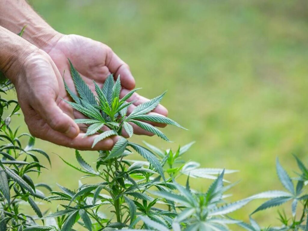 saude-28-02-freepik-canabis