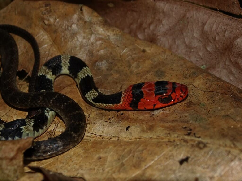 Drymoluber-brazili_ThiagoMarcial-capa-2