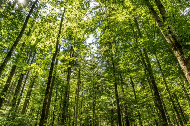 Pesquisadores-da-Ufes-lancam-livro-sobre-silvicultura-de-precisao