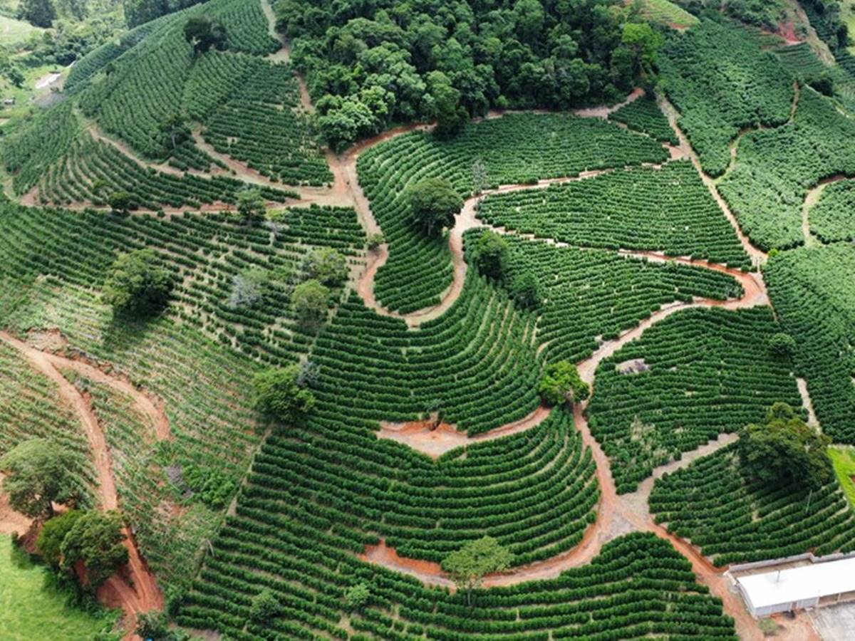 agro-05-03-Cristiano-de-Oliveira-Catheringer-Incaper