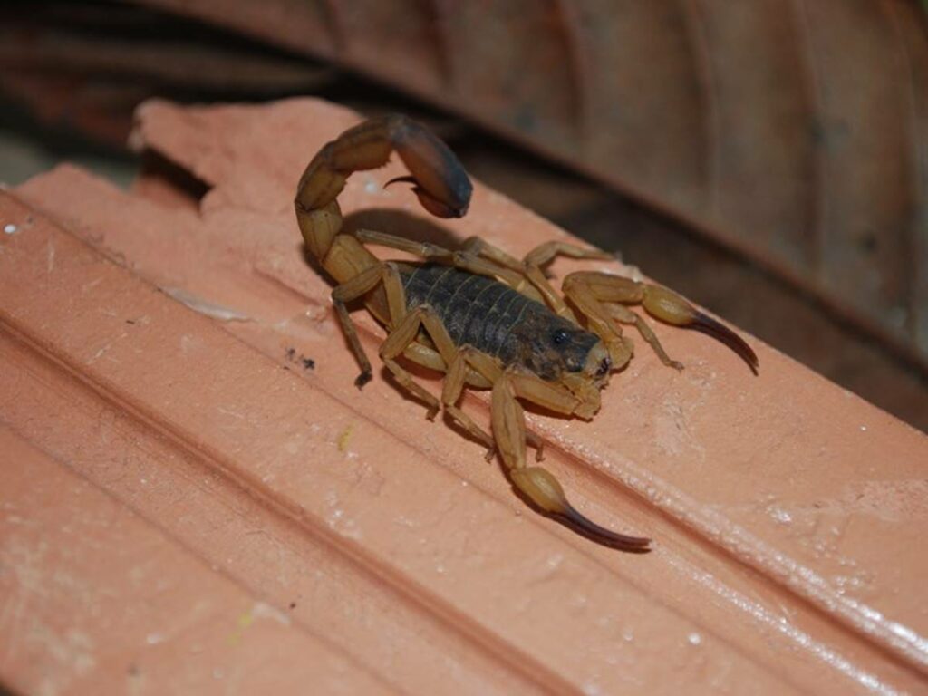 saude-05-03-sesa-escorpiao